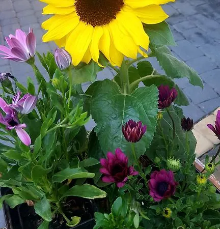 U Lejbusia Sauna & Gym 코스실리스코